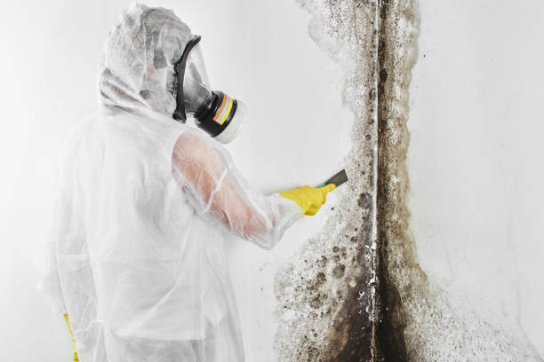 Best Mold Testing  in Spearville, KS