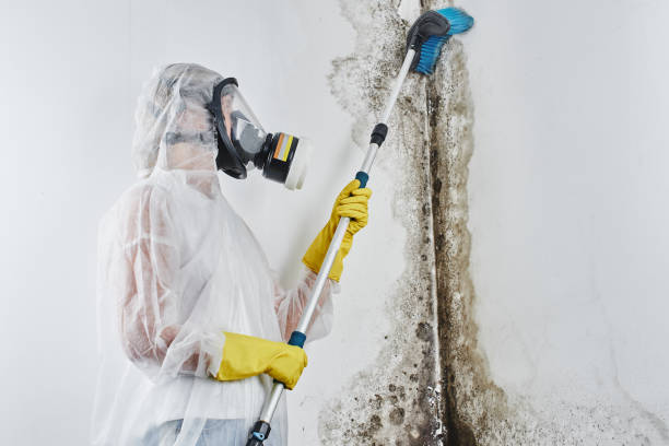 Best Mold Cleaning Services  in Spearville, KS