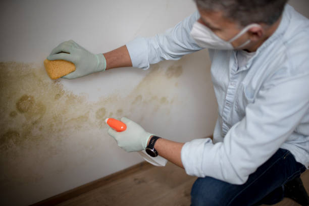 Mold Removal Process in Spearville, KS
