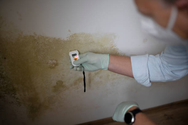 Best Certified Mold Removal  in Spearville, KS