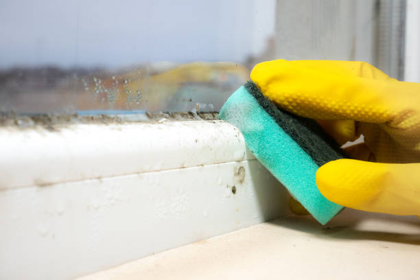 Best Mold Removal Process  in Spearville, KS