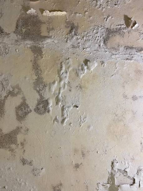 Best Mold Remediation  in Spearville, KS