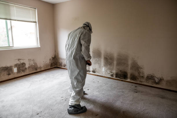 Best Fast Mold Removal  in Spearville, KS