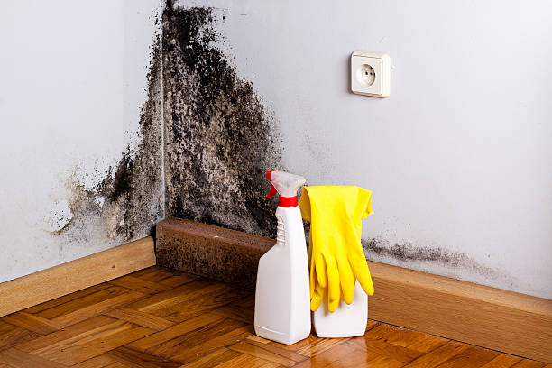 Best Mold Remediation Experts  in Spearville, KS