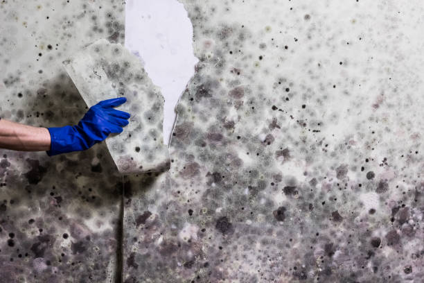 Best Residential Mold Removal  in Spearville, KS
