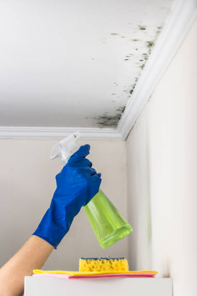 Best Local Mold Removal Service  in Spearville, KS